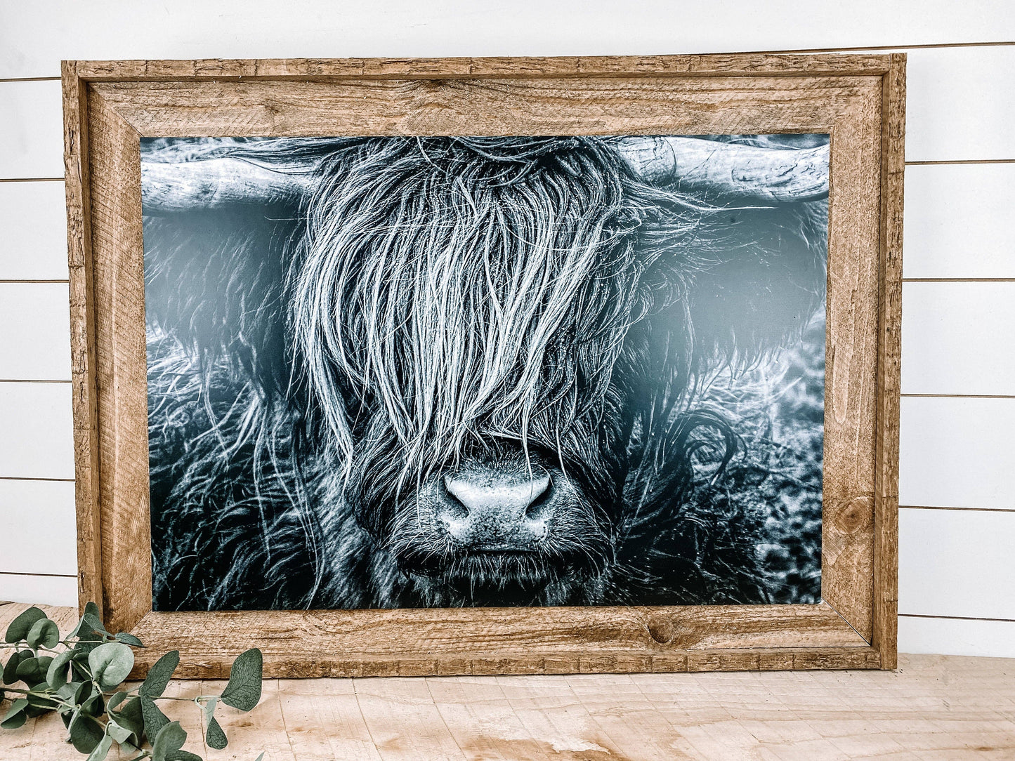 Scottish Longhorn Bull Head Print In With Rustic Wood Frame
